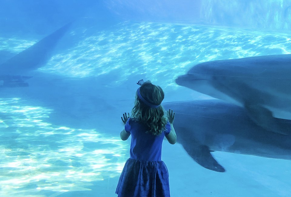 Central Florida Online, young girl pressing on glass watching dolphins st seaward aquarium